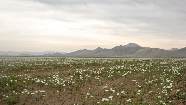 Enjoy the Flowering Season in Chile's Atacama Desert Restaurant Darwin